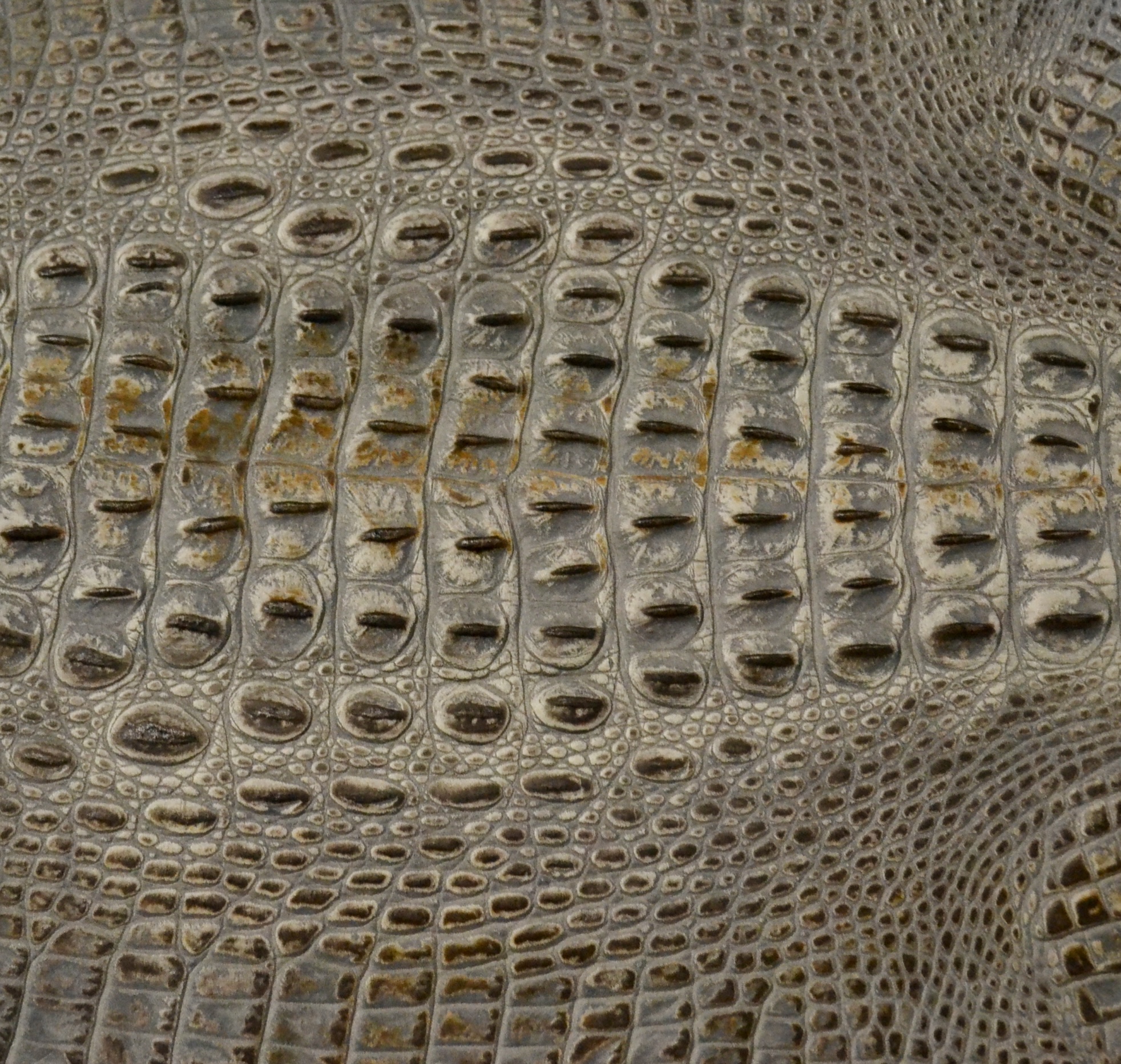 Muestra Falcon Eye