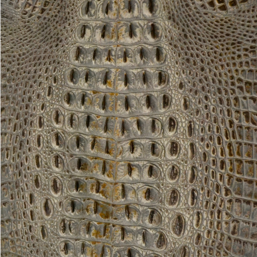 Muestra Falcon Eye